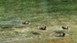 trois canards